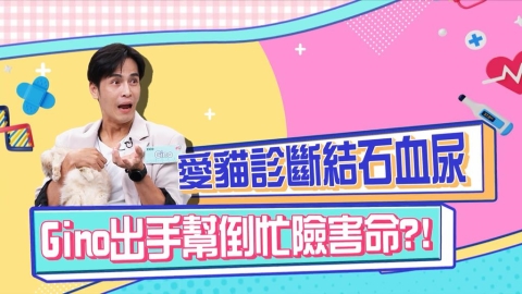 醫學(影)/Gino愛貓尿結石 協助排出險害命?