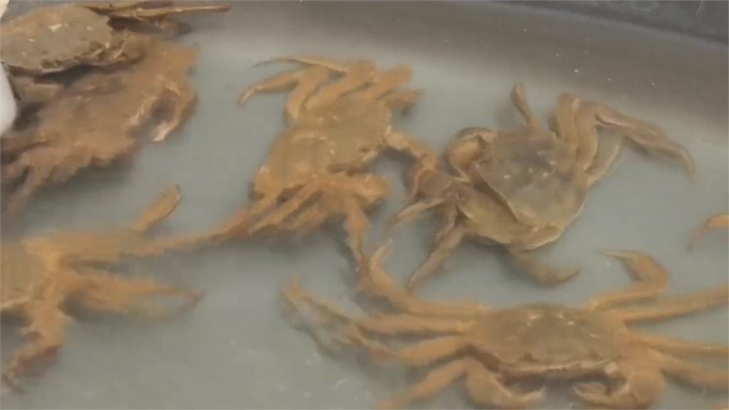 天氣熱"慢熟"! 秋季限定大閘蟹 四兩母蟹含蟹膏供嚐