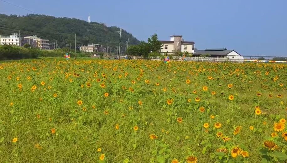 造橋向日葵花海搭配歐風小屋! 與火車共演最浪漫畫面