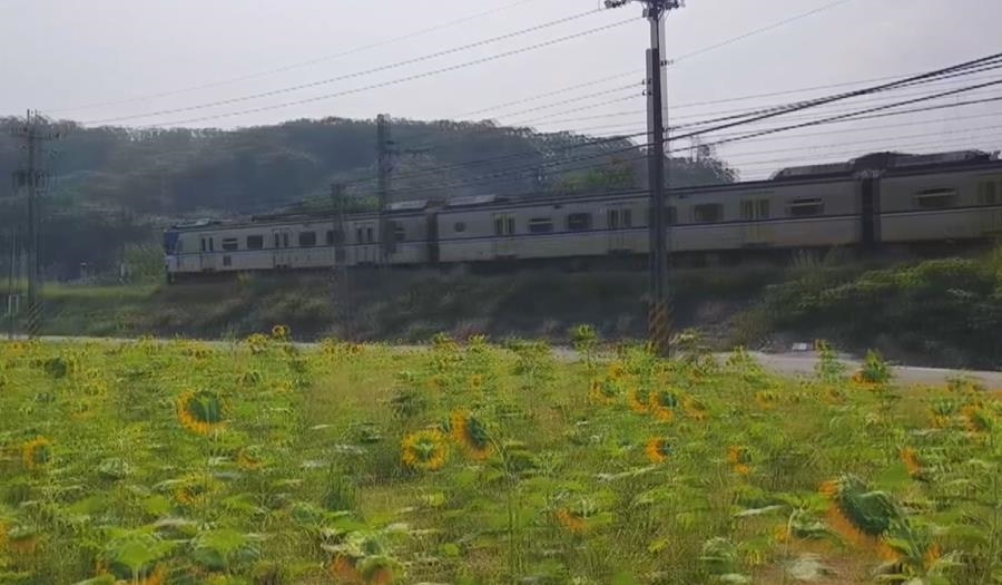 造橋向日葵花海搭配歐風小屋! 與火車共演最浪漫畫面