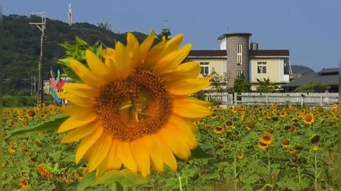 造橋向日葵花海搭配歐風小屋! 與火車共演最浪漫畫面