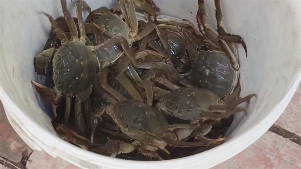苗栗品大閘蟹正當時 產地搭客家菜直上餐桌