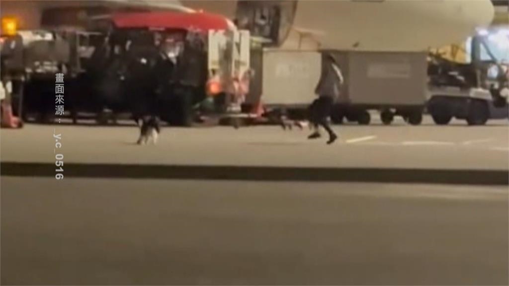 邊牧「越獄」在桃機機坪狂奔　網友笑翻：牠要趕飛機