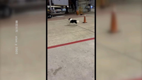 邊牧「越獄」在桃機機坪狂奔　網友笑翻：牠要趕飛機