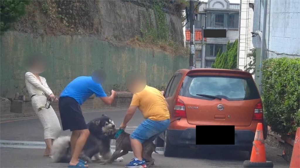 養比特犬咬正妹愛犬還嫌:醫藥費太貴!飼主被抓包「沒登記」最高挨罰61.5萬