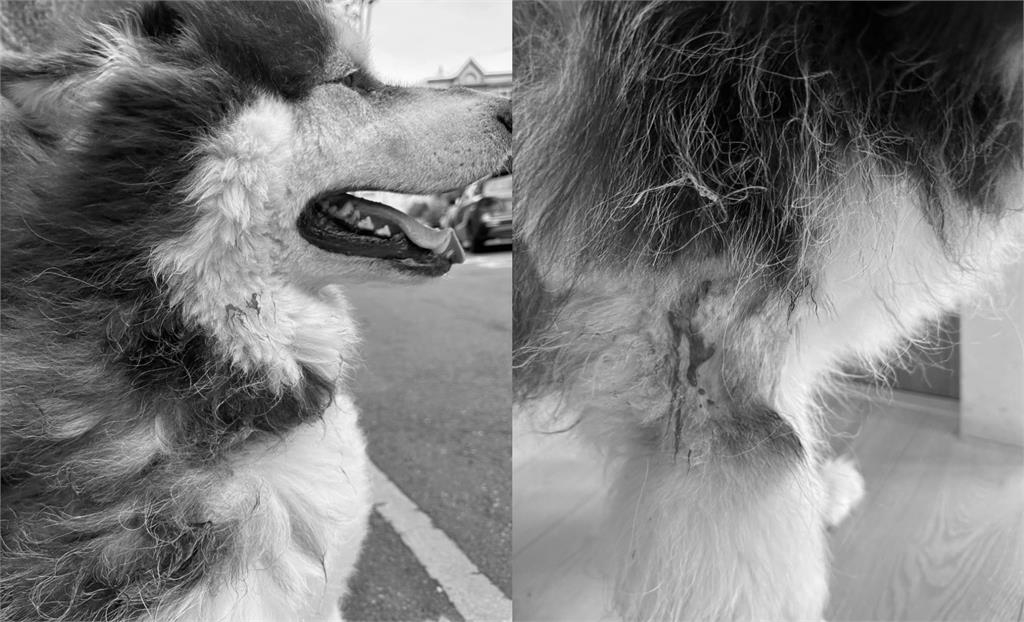 養比特犬咬正妹愛犬還嫌:醫藥費太貴!飼主被抓包「沒登記」最高挨罰61.5萬