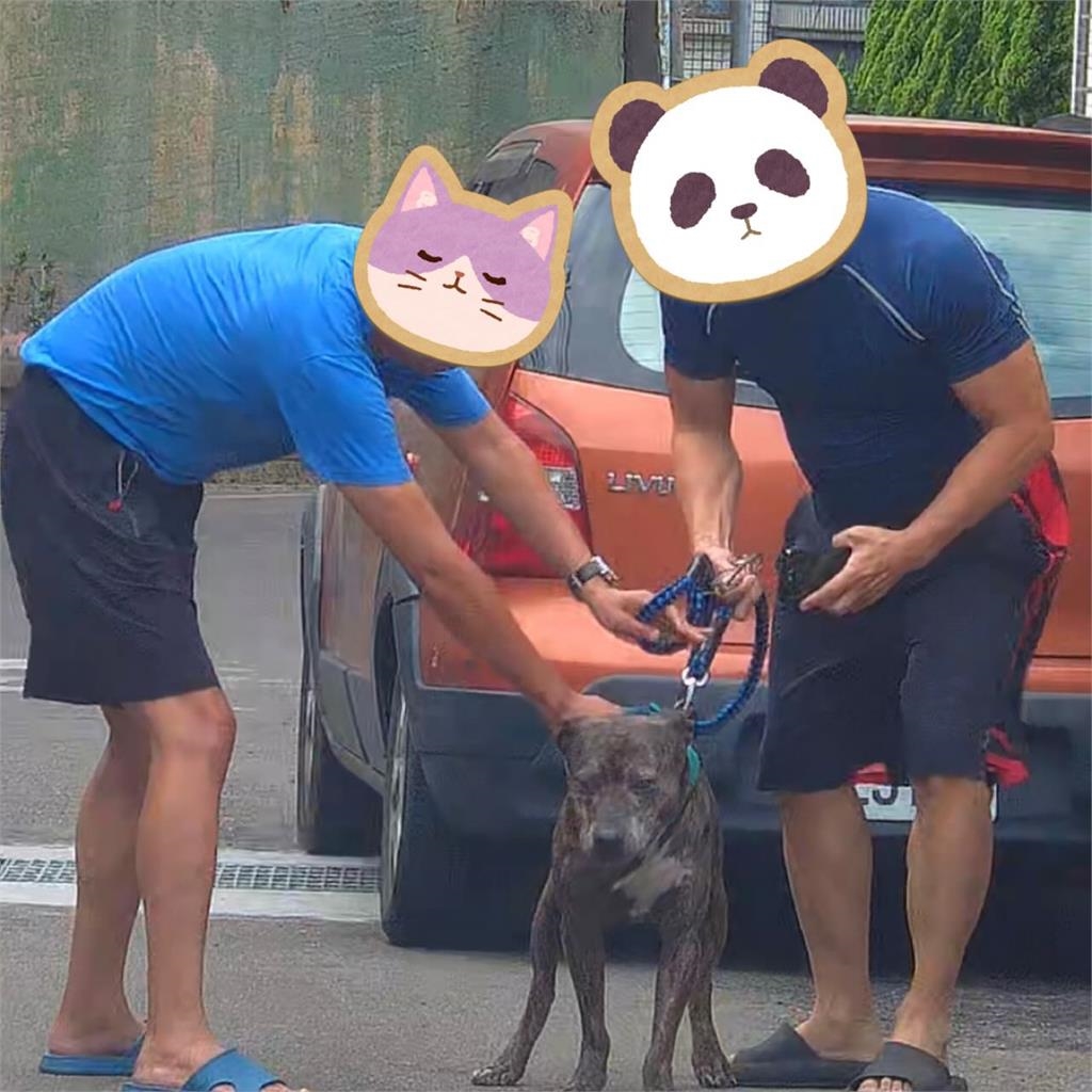 養比特犬咬正妹愛犬還嫌:醫藥費太貴!飼主被抓包「沒登記」最高挨罰61.5萬