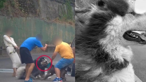 養比特犬咬正妹愛狗還嫌:醫藥費太貴!飼主被抓包「沒登記」最高挨罰61.5萬