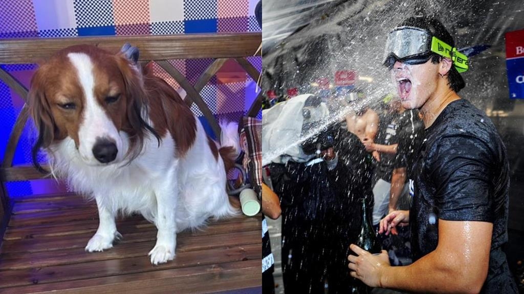 MLB／老爸寫歷史你不開心？大谷神蹟之夜慶祝文藏「苦瓜臉」愛犬：我不喜歡拍照..