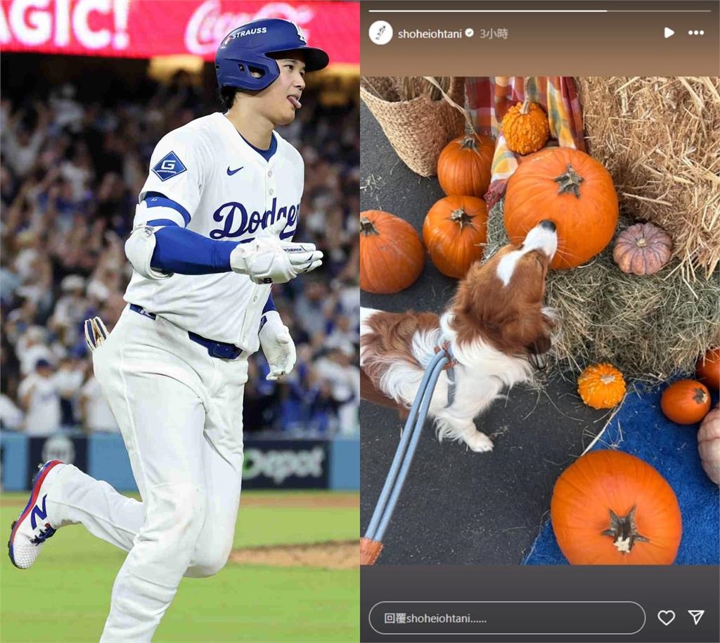 MLB／老爸寫歷史你不開心？大谷神蹟之夜慶祝文藏「苦瓜臉」愛犬：我不喜歡拍照..