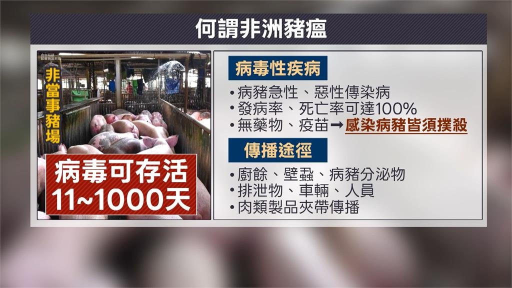 疑首例「本土非洲豬瘟」 農業部:5天禁載運宰殺、禁廚餘餵養