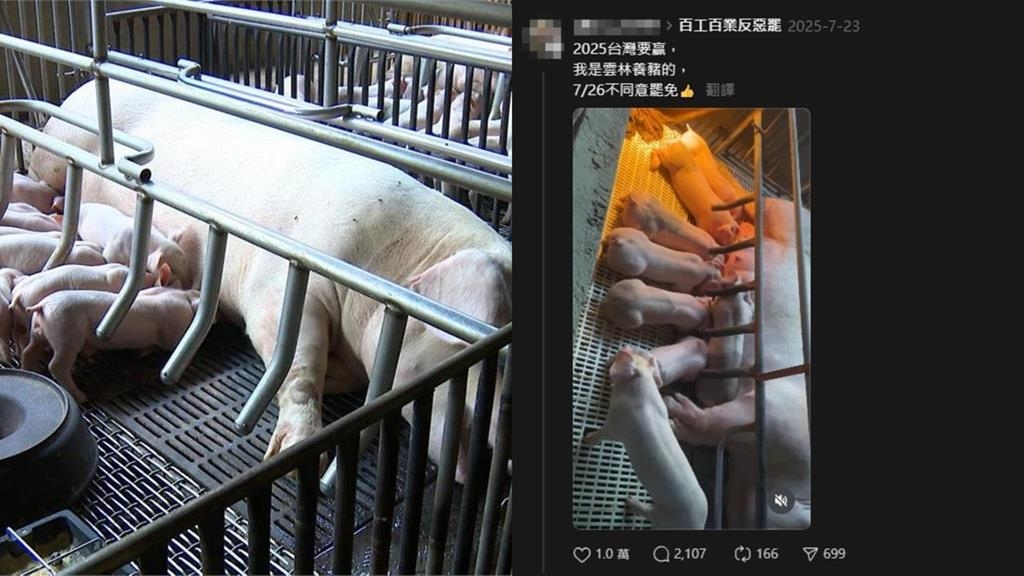 非洲豬瘟睽違7年襲台！雲林豬農昔PO文「挺反罷免」今遭眾人朝聖酸：自食惡果