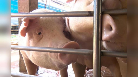 養豬戶挫勒等!非洲豬瘟攻陷台中 台糖發聲:嚴密防堵、全面禁運