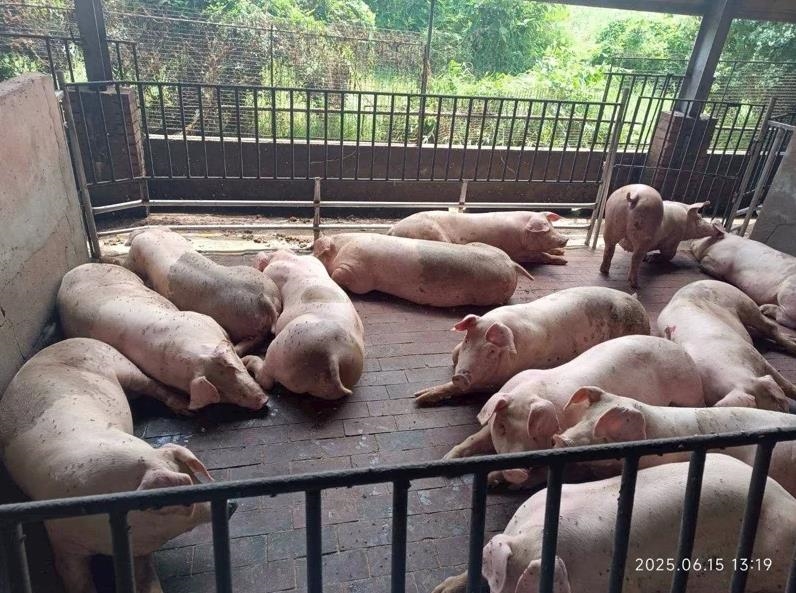 台中爆發首例非洲豬瘟！養豬協會理事長推測「1食品」釀禍：死亡率達100%