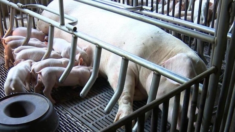 台中爆發首例非洲豬瘟!養豬協會理事長推測「1食品」釀禍:死亡率達100%