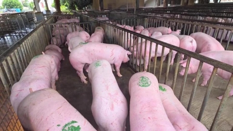 台中爆非洲豬瘟禁運宰5天 南台灣養豬戶措手不及