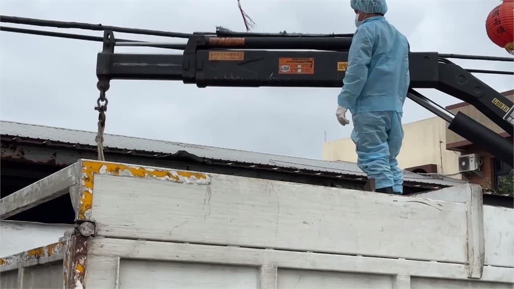 台中梧棲疑爆非洲豬瘟 撲殺195頭豬 養豬場全面清消