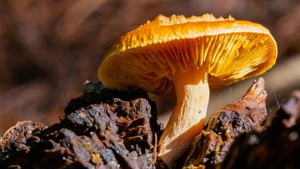 靈芝話題再掀熱潮！專家揭「多醣體」是維持健康與活力的重要營養素