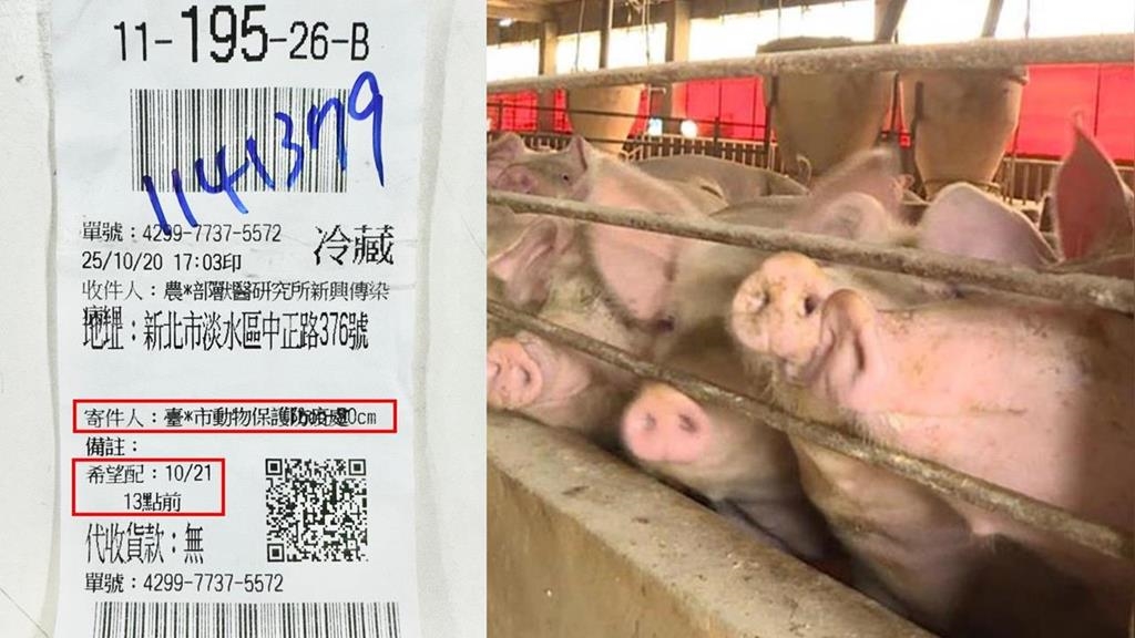 台中不在乎防疫？林楚茵秀快遞單據　爆病死豬檢體拖到20日下班才寄出