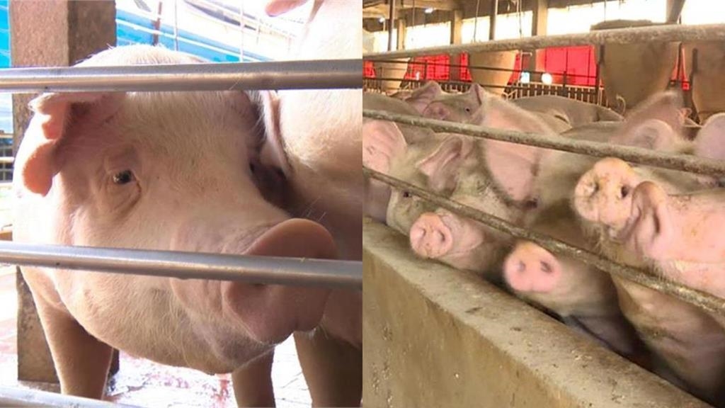 非洲豬瘟致死率百分百！冷凍能撐1000天「一口廚餘就中標」專家揭台灣失守代價