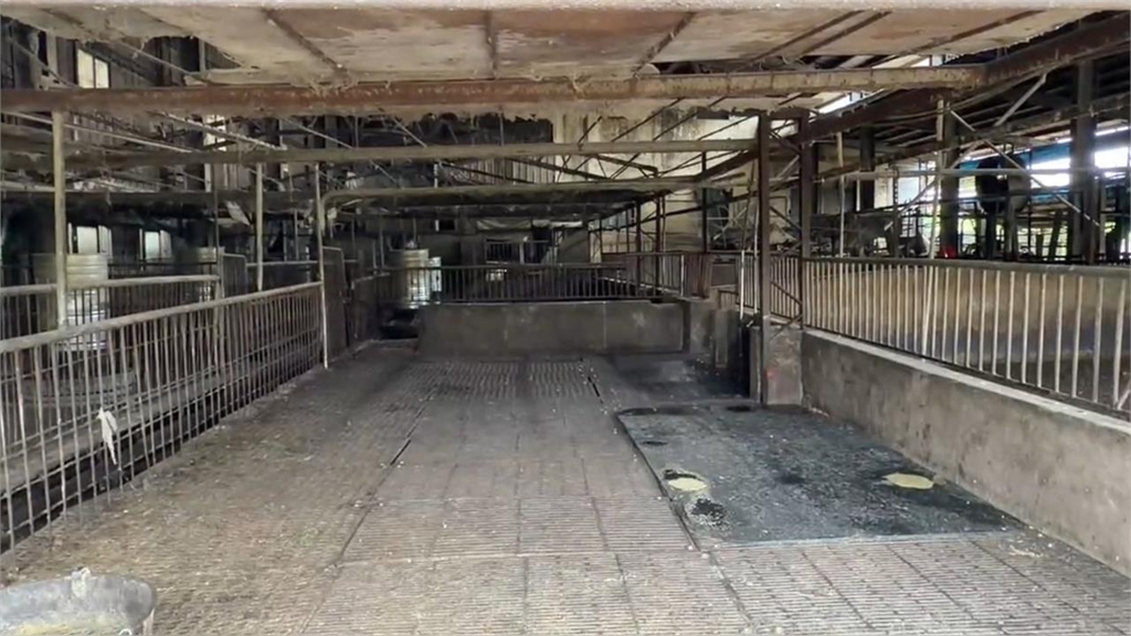 非洲豬瘟致死率百分百!冷凍能撐1000天「一口廚餘就中標」專家揭台灣失守代價