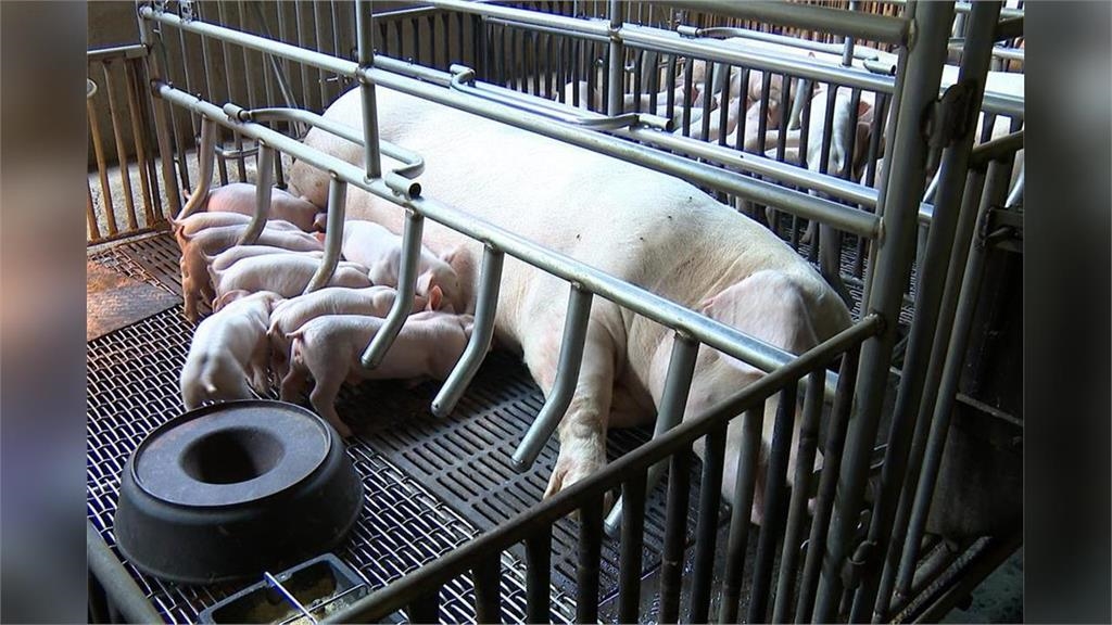 非洲豬瘟致死率百分百!冷凍能撐1000天「一口廚餘就中標」專家揭台灣失守代價