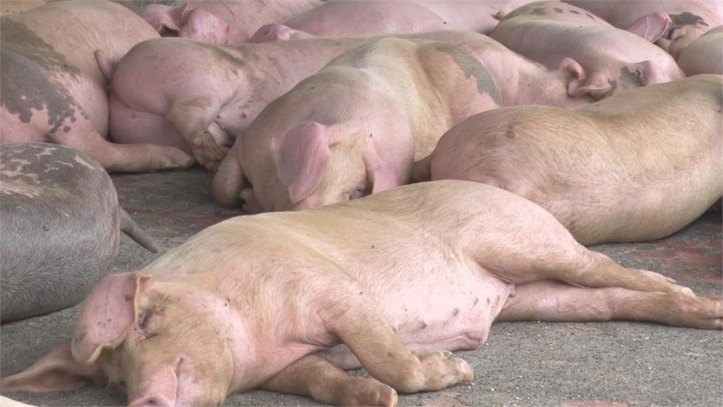 廚餘處理!北市焚化爐免費銷毀 台南高速廚餘發酵廠應變