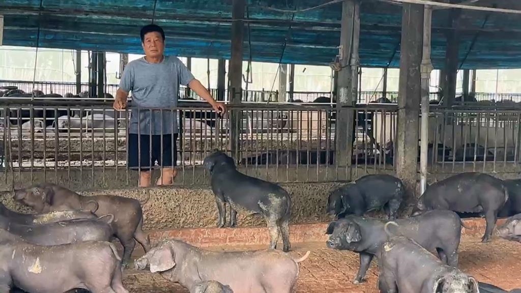 全面禁止廚餘養豬！　黑豬農嘆：沒有廚餘等於讓黑豬滅種