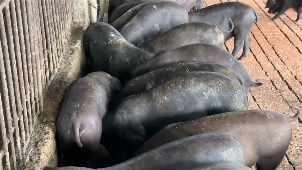 全面禁止廚餘養豬! 黑豬農嘆:沒有廚餘等於讓黑豬滅種