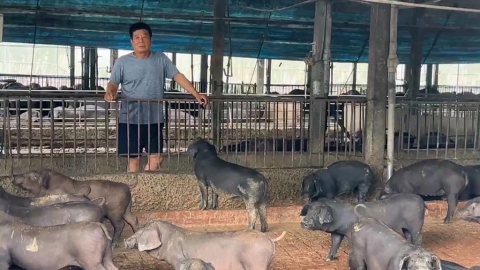 全面禁止廚餘養豬! 黑豬農嘆:沒有廚餘等於讓黑豬滅種