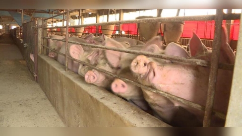 圍堵非洲豬瘟!批中市府放任漏洞 江肇國曝:台中近五成養豬場仍使用廚餘