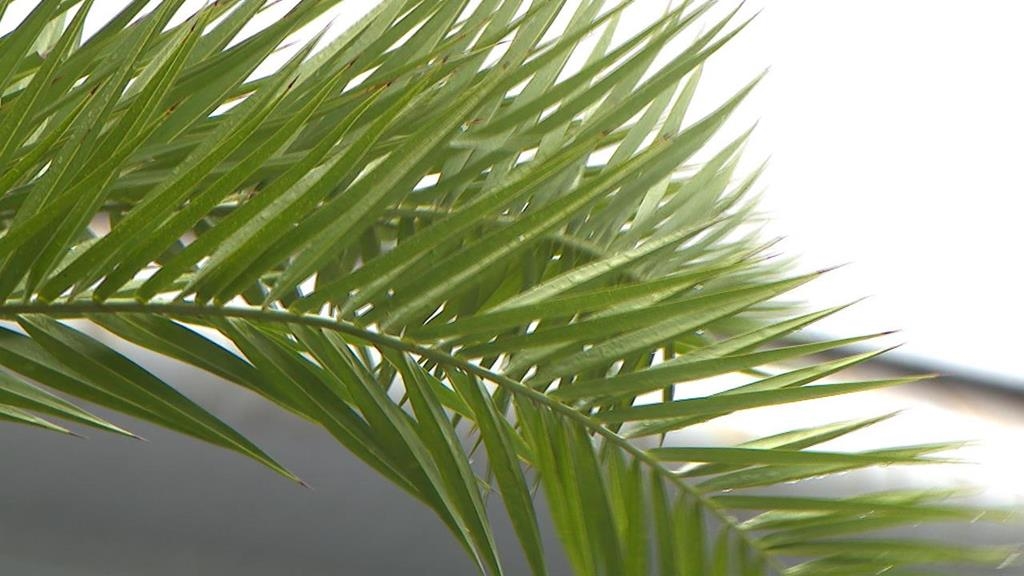 豪雨攪局萬聖節！　天母萬聖嘉年華場地積水成湖被迫延期