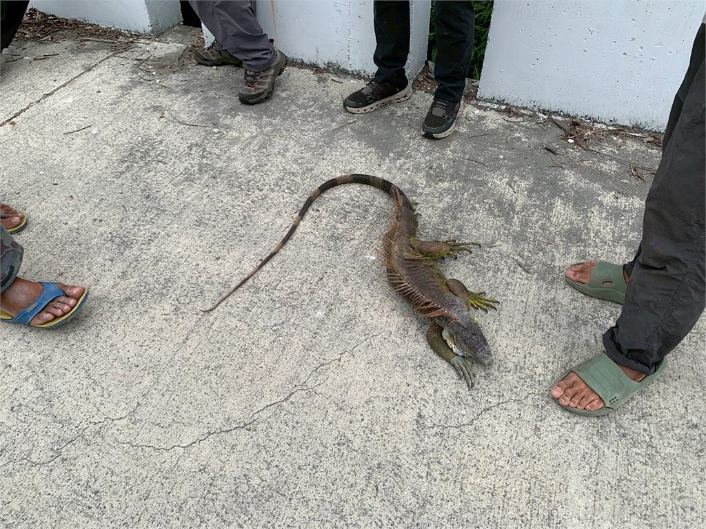 快新聞/台東森林公園驚見巨型綠鬣蜥 農業處:可能攜帶寄生蟲與沙門氏菌