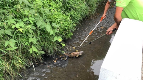 台東森林公園驚見巨型綠鬣蜥 農業處:可能攜帶寄生蟲與沙門氏菌
