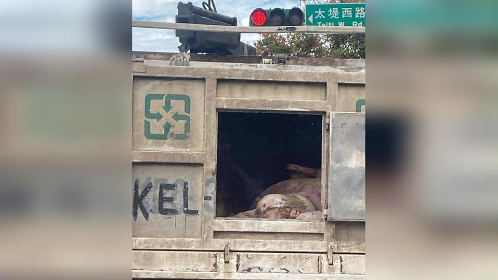 化製車運送死豬過程車門未關　陳柏惟酸中市府忘了「這件事」