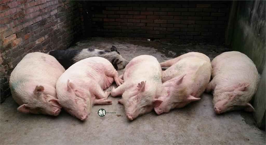 非洲豬瘟不傳人為何要恐慌？粉專解答「恐怖特點」急籲：幫忙做6事