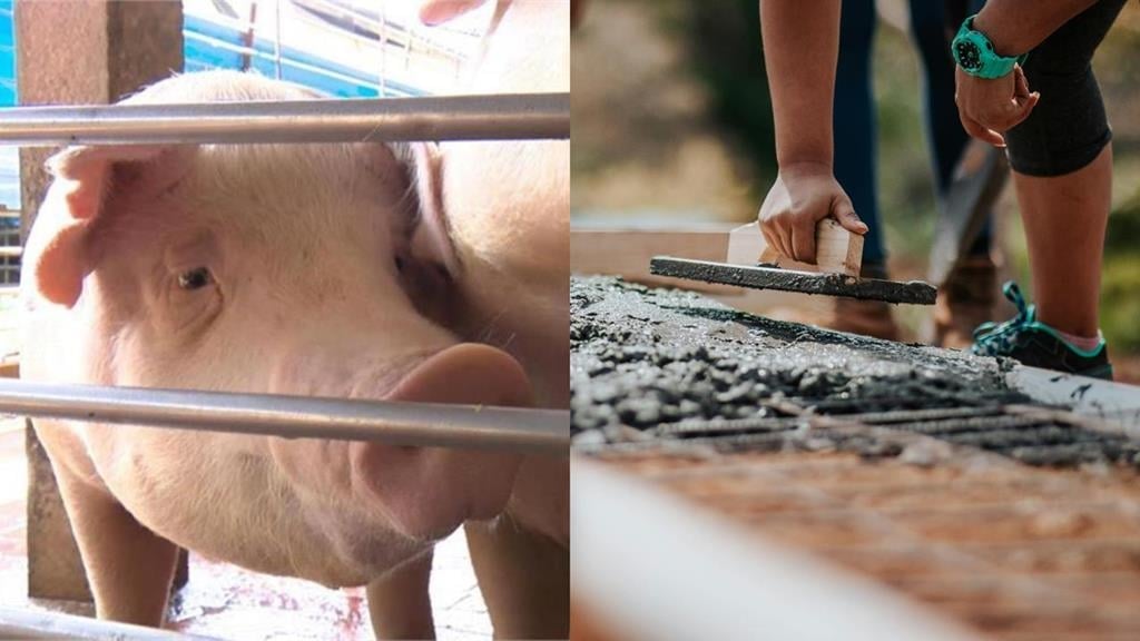 86歲豬農「全家形同破產」未來不再養豬！兒子本要接手「無奈重返工地上班」