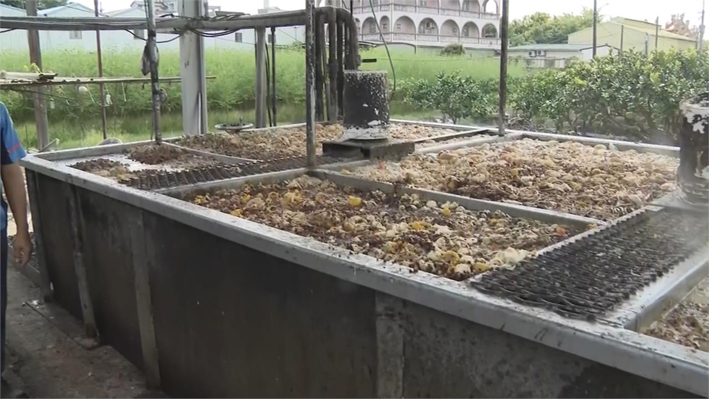 86歲豬農「全家形同破產」未來不再養豬!兒子本要接手「無奈重返工地上班」