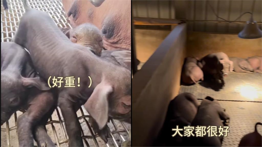 談非洲豬瘟「豬肉公主」上片淚崩!意外掀「政治論戰」本尊PO照表態了