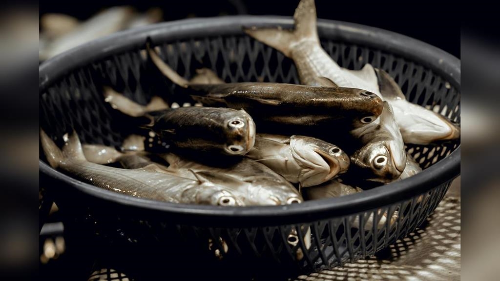 台灣飯桌超常見「4種魚類」其實超毒？專家提醒還有「這些」也要少吃！