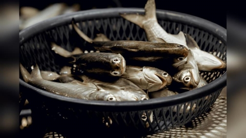 台灣飯桌超常見「4種魚類」其實超毒？專家提醒還有「這些」也要少吃！