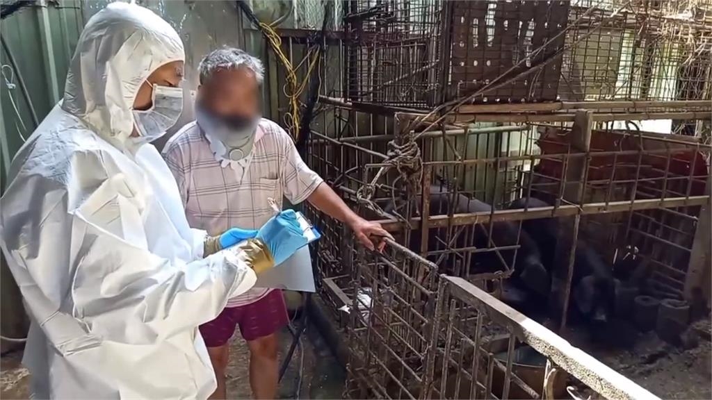 卓揆:全國豬隻禁運宰延長10天 將啟動養豬場二輪疫調