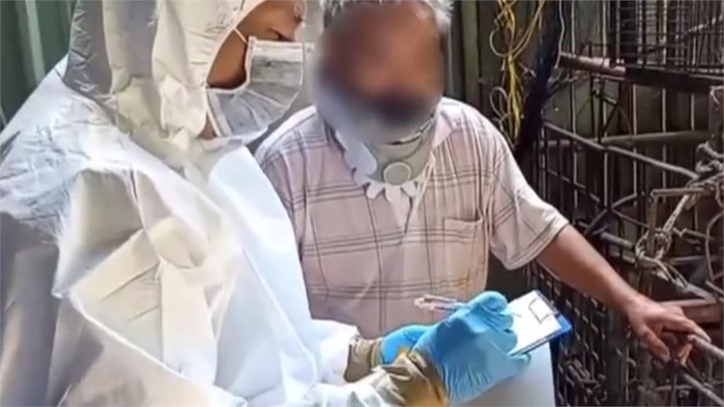 非洲豬瘟禁運禁宰延長10天 盧秀燕喊死豬PCR挨轟