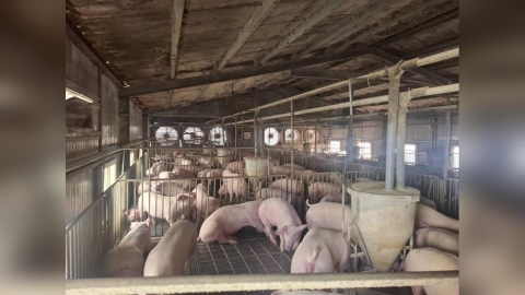 人心惶惶!民眾憂「非洲豬瘟肉品下肚後果」 食藥署出面解答了