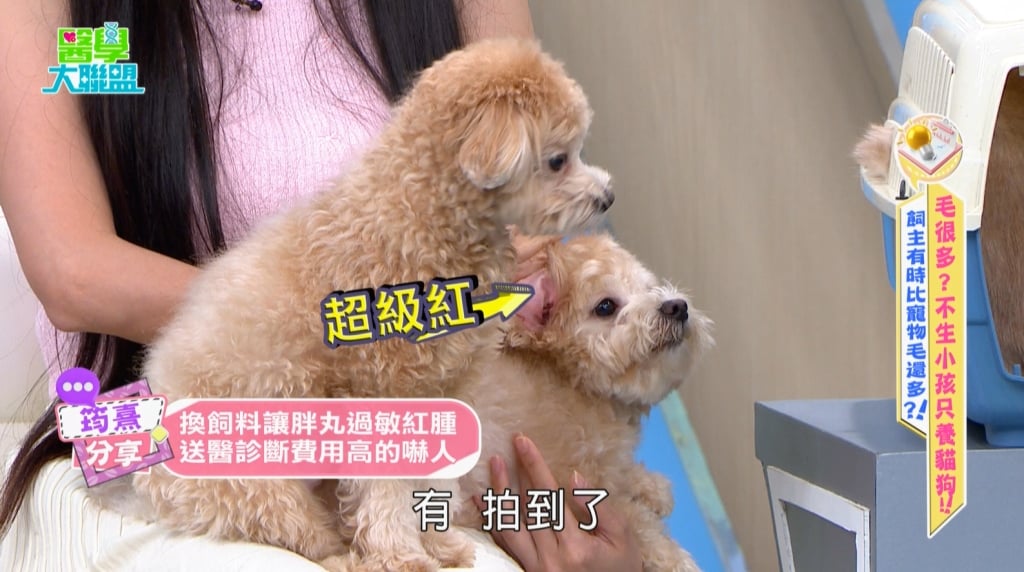 筠熹愛犬嚴重過敏掛急診!《醫學大聯盟》籲魚油、益生菌需適度補充