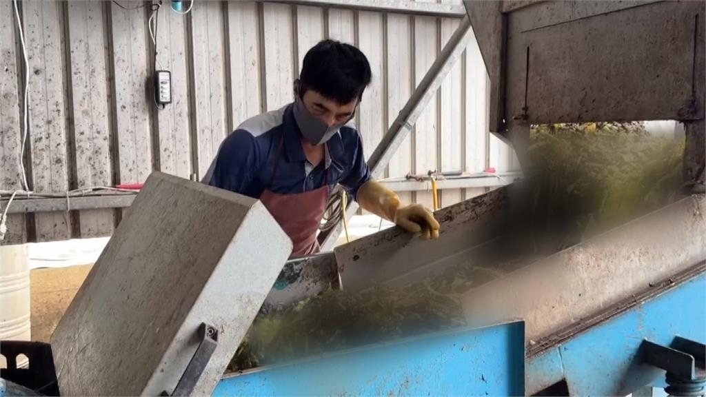 密集恐懼慎入！彰化清理廚餘奇兵　「黑水虻部隊」參戰非洲豬瘟風暴