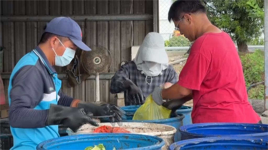 密集恐懼慎入！彰化清理廚餘奇兵　「黑水虻部隊」參戰非洲豬瘟風暴