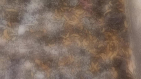 密集恐懼慎入!彰化清理廚餘奇兵 「黑水虻部隊」參戰非洲豬瘟風暴