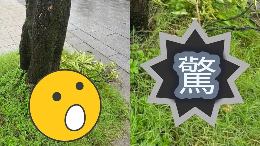 台北雨彈轟不停市區「慘發霉」！樹叢「長滿蘑菇」畫面曝…網驚喊能吃嗎