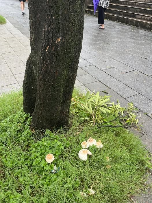台北雨彈轟不停市區「慘發霉」！樹叢「長滿蘑菇」畫面曝…網驚喊能吃嗎